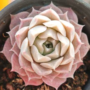 海琳娜50颗99元包邮清棚多肉植物血斑可爱粉色控养很久透粉