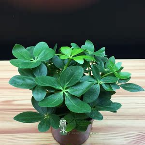 鸭脚木盆栽鸭掌木鹅掌柴吉祥树七叶莲客厅室内吸甲醛四季常青植物图片