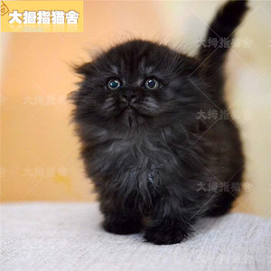 纯黑矮脚拿破仑活体 幼猫宠物猫小短腿长毛家养猫咪cfa认证有证书