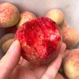 血桃毛桃桃子胭脂红血桃新鲜水果孕妇现摘现发非李子非黄桃