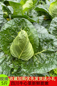 牛心莲花白新鲜手撕尖尖包菜卷心菜绿鸡心甘蓝自种应季蔬菜包邮