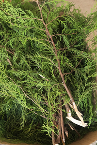 柏树叶柏树枝丫