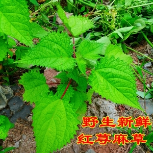 野生新鲜红荨麻草蝎子草咬人草蛰人草红火麻红杆火麻草红豁麻包邮