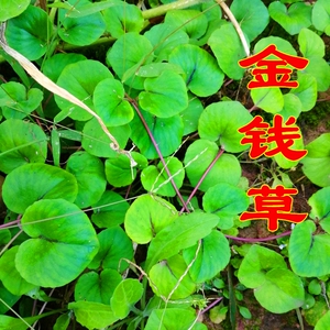 新鲜天然草溶石草对座草钱芊金路边黄遍地黄落地500g包邮