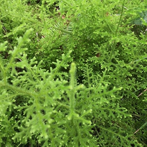 新鲜现摘伸筋草 过山龙石松立筋草舒筋草宽筋草抽筋草中草药