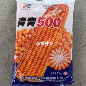 青青农业青青500白轴半硬粒玉米种子杂交 苞米种子云贵川渝滇桂