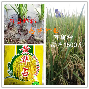 优质水稻谷种 黄华占水稻种常规种高产米质好饭好吃高产 99元包邮