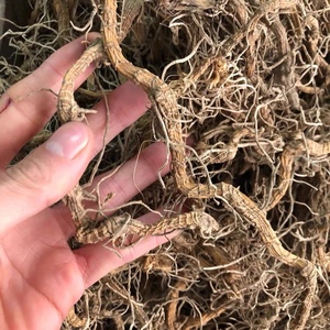 入地蜈蚣 中草药材蜈蚣草 水娱蚣倒地 蜈蚣七指蕨 500g包邮