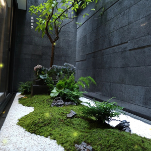 永生苔藓大灰藓假仿生草皮背景墙仿真青苔盆景室内枯山水景观造景