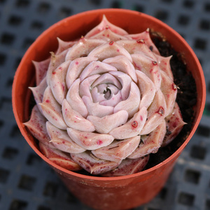 紫海一物一拍精品多肉植物控养好养新手新款稀有品种绿植小株盆栽