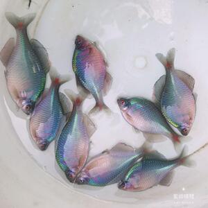 鳑鲏鱼 七彩吃绿藻的鱼旁皮鱼鳑鲏高体淡水原生鱼溪流冷水观赏鱼