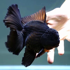 精品红白f1将军泰狮活体金鱼渔场直销直播专拍链接私拍不发货