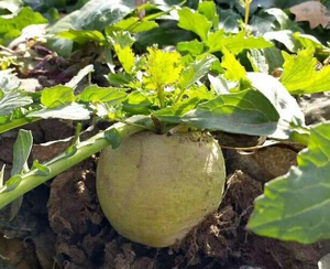 柯坪县邮政快递直发   农户直销食用新鲜恰玛古5斤   强咸性食品