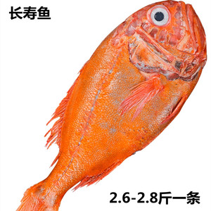 兴义郭记鱼号长寿鱼图片