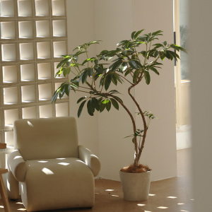 老桩保罗日本大叶伞大植物室内客厅阳台大绿植好养易活耐阴大盆栽