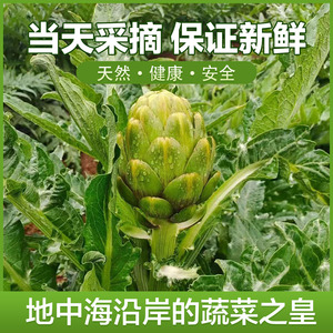 新鲜朝鲜蓟洋蓟蔬菜产地直销现摘现发1000克包邮西餐厅法国百合