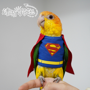 【和尚鸟】和尚鸟品牌,价格 - 阿里巴巴