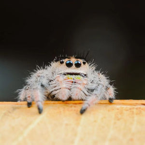 蜘蛛跳蛛买2送1佛罗里达跳蛛白佛小朋友礼物卢卡斯微距摄影萌宠物