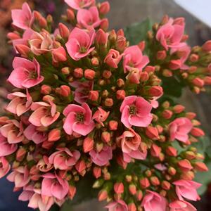 精灵系列长寿花