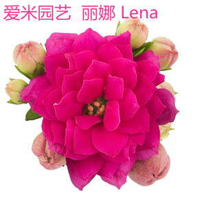 爱米园艺长寿花苗重瓣盆栽绿植室内花卉 丽娜lena