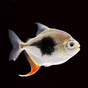 黑桃a银板鱼粗线银板鱼活体鱼苗虎纹银板鱼细线银板鱼龙配鱼