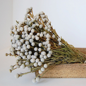 鲜切花 | 进口银珊瑚果长花期可做干花昆明顺丰空运圣诞花材婚礼