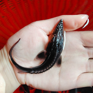 中华鲟鱼苗淡水