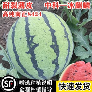 高纯金美都西瓜种子麒麟8424无籽西瓜种籽南方高产西瓜种早熟薄皮