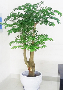 苏州绿植送货