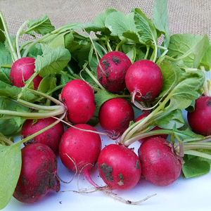 东北蘸酱菜迷你小萝卜丁红丁新鲜红萝卜头现挖蔬菜水果樱桃萝卜丁