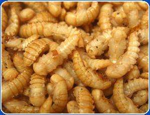 烘干 一级黄粉虫幼虫 人吃食用黄粉虫蛹 老少皆宜 增强体质不感冒