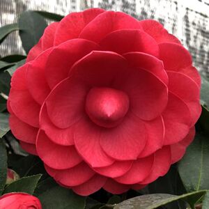 鹤顶红花卉盆栽