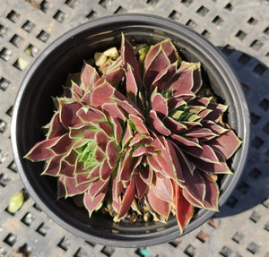 神须草长生草耐寒多肉大颗群生带盆土发货新手观音莲好养易活摆件