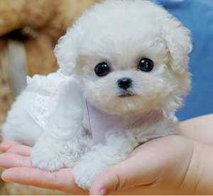 纯种长不大比熊犬法国卷毛白色小体飞耳比熊幼犬家养宠物狗狗活体