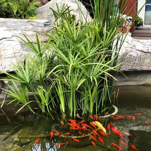 水生花卉庭院植物旱伞草水竹苗水棕竹风车草池塘水池四季常青盆栽
