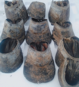 驴蹄壳马蹄壳特厚马蹄壳雕刻珠子手工黑驴蹄子