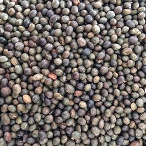 小黑豌豆鸽粮豌豆鸽粮信鸽饲料观赏鸽种鸽赛鸽饲料50斤装鸟食饲料