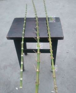 竹鞭子竹鞭 竹教鞭 弹性好柔软不断 教育小孩治小孩不乖