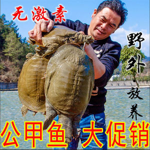 甲鱼活体苗包邮王八海鲜活生态特产中华老鳖团水鱼新鲜土鳖20人付款