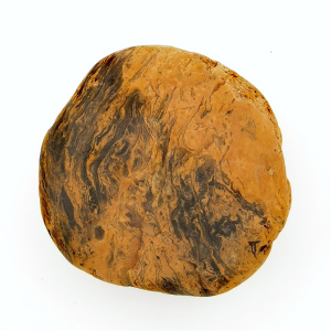 辉木化石长江图案石天然奇石三峡古生物桫椤树观赏石头硅化木原石