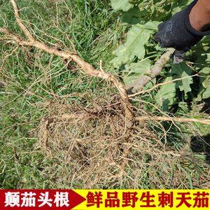 广东农家现挖野生刺天茄根苦天茄根苦新鲜颠茄根黄果茄根野茄鲜品