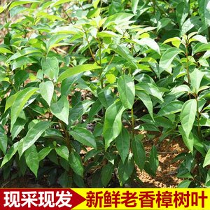 农家新鲜现采现发樟树叶野菜 老叶香樟木姜子乌樟树500g包邮