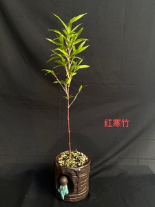 日本红寒竹朱竹红竹花叶寒竹绿植盆栽书房迷你桌面竹子有竹鞭绿植