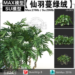 植迷不悟【仙羽蔓绿绒】小天使景观常绿草本3d植物Max/Su模型素材