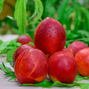 (现摘现发)砀山油桃当季新鲜水果甜心绿色油桃孕妇小孩桃10斤