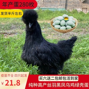 纯种丝毛黑凤乌鸡活苗乌骨鸡脱温小鸡活鸡包活到家五黑一绿壳蛋鸡