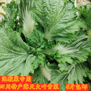 露天大叶青菜 四川特产当季新鲜蔬菜米汤菜芥菜泡酸菜腌菜5斤包邮