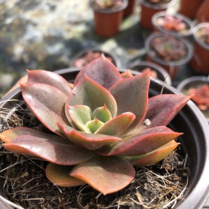 vincent58淘宝大河之舞缀化绿野仙踪多肉植物秋季冬季阳台庭院办公