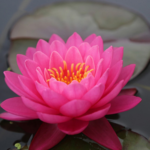 莹宝石睡莲种根块水培植物四季荷花水养花卉碗莲根茎带芽花苗池塘