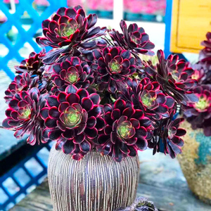 法师多肉大颗好养罕见稀有植物云南稀有品种盆栽欧佳丽法师锦植物